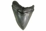 Fossil Megalodon Tooth - South Carolina #160258-1